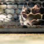 Rat-Free Living: Essential Pest Control Measures