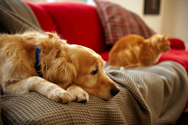 Paws & Whiskers Essentials Unique Supplies for Happy, Healthy Pets